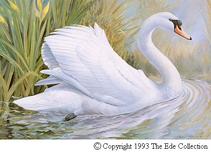 Mute Swan.jpg (44151 bytes)