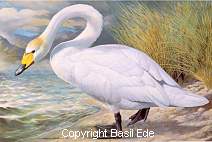 "Whooper Swan" from The Ede Collection.