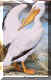 American White Pelican.jpg (62914 bytes)