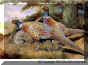 Chinese Ring-necked Pheasant.jpg (57573 bytes)
