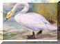 Whooper Swan.jpg (42878 bytes)