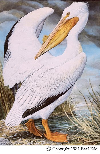 American White Pelican.jpg (62914 bytes)