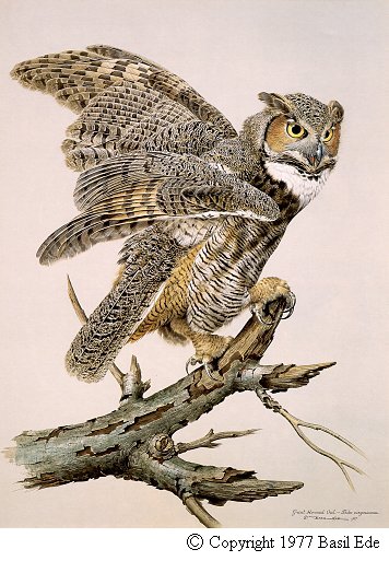 Great Horned Owl.jpg (59090 bytes)