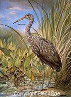 "Limpkin" from the Wild Birds of America.