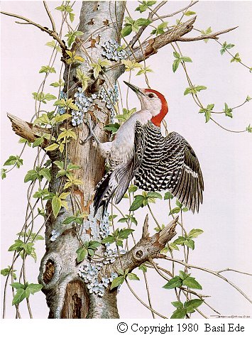 Red-bellied Woodpecker.jpg (71506 bytes)