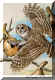 Barred Owl.jpg (71511 bytes)