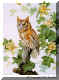 Red Phase Screech owl.jpg (58387 bytes)
