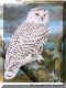 Snowy Owl.jpg (62590 bytes)