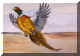 Pheasant.jpg (82217 bytes)