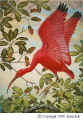 Scarlet Ibis by Basil Ede.